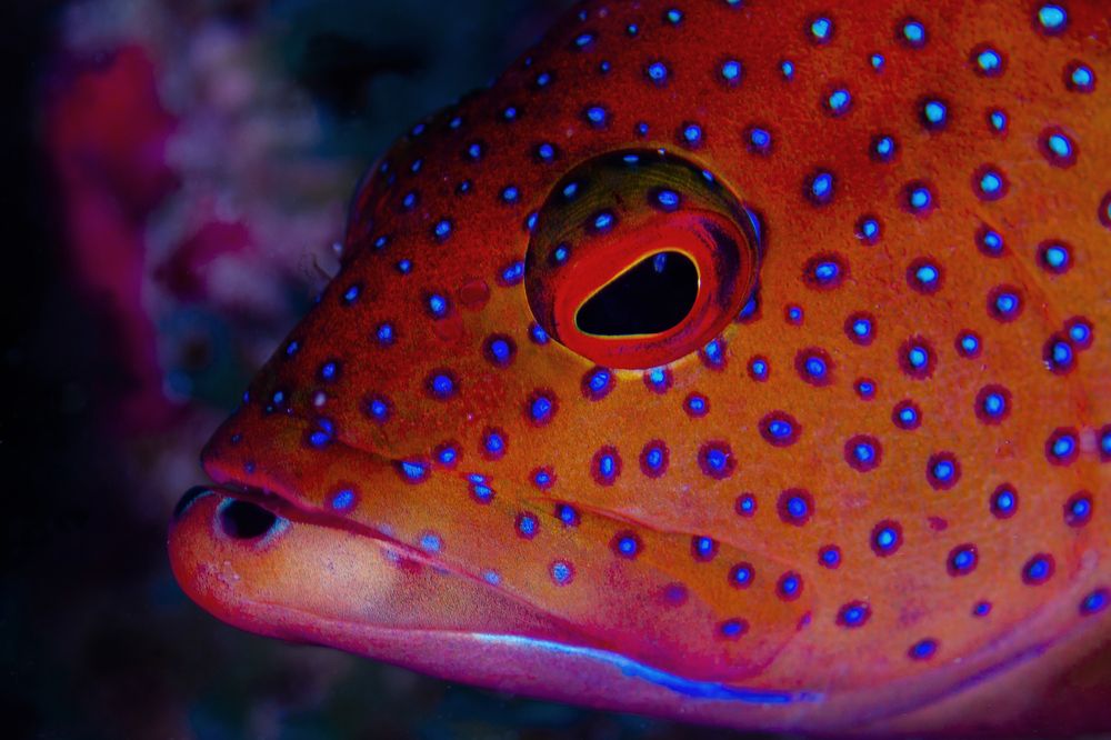 Photograph by ANTONIO RUVER BANDEIRA