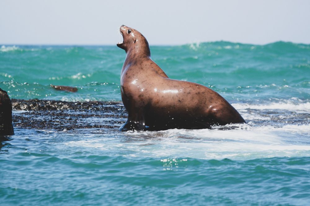 Фотография автора Elena Ku