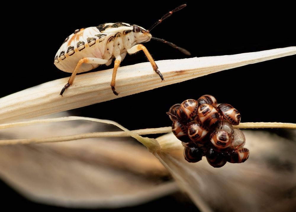 Big brother of shield bug with offspring