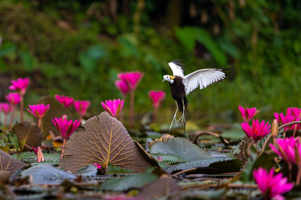 Pheasant Tailed Jacana