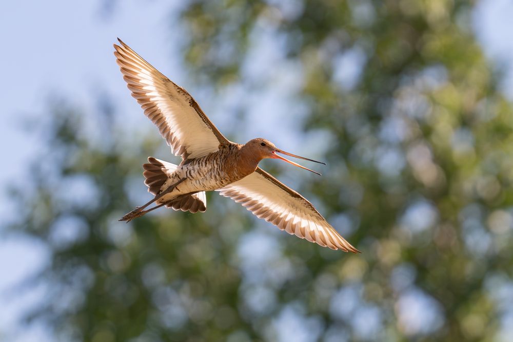 Photograph by Альварис Сукманюк