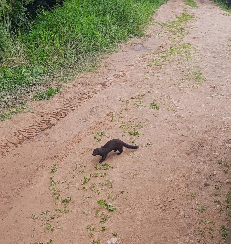 Фотография автора Елена Пикатова
