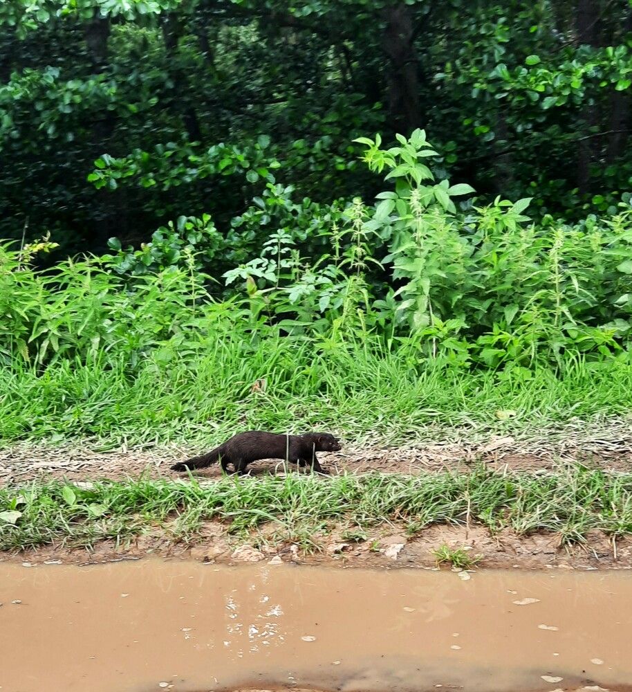Фотография автора Елена Пикатова