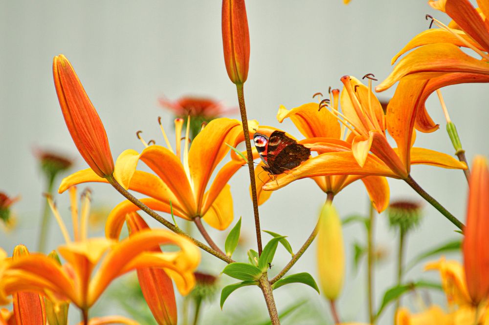 Photograph by Margarita