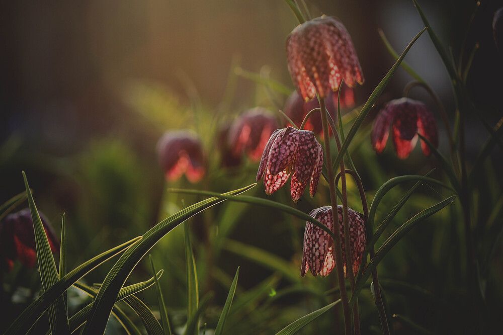 Photograph by Margarita