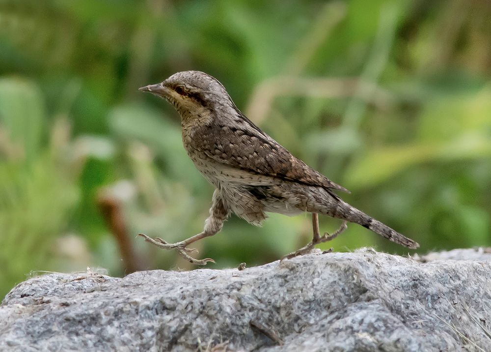 Вертишейка. Очень торопится