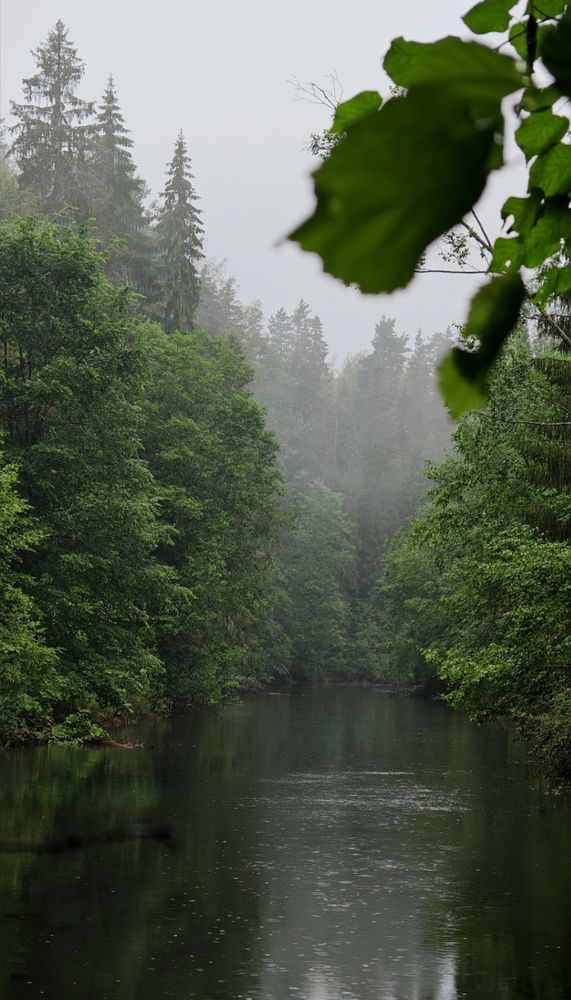 Дождь в лесу.