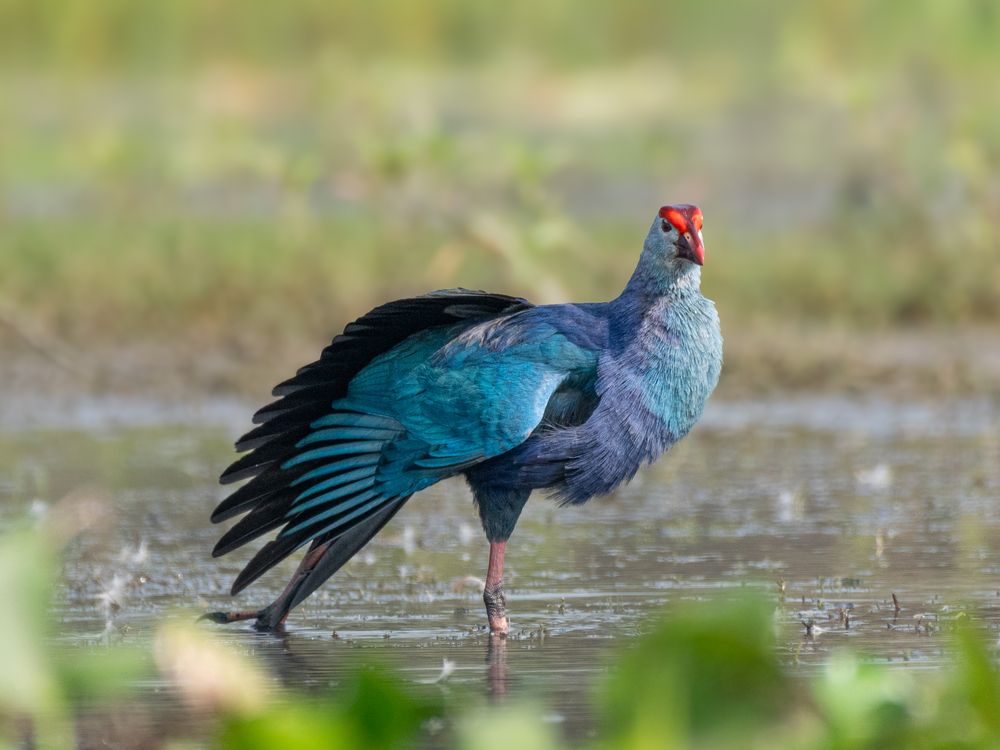 Photograph by SUHAS MANDAL