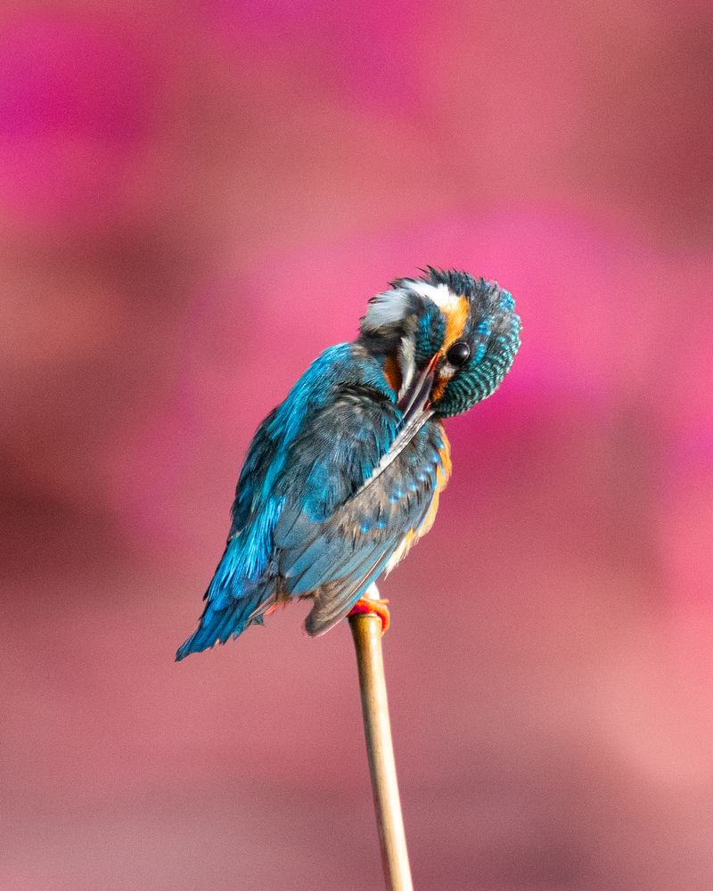 Photograph by SUHAS MANDAL