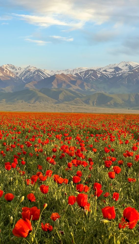 Photograph by Ольга Бибекина