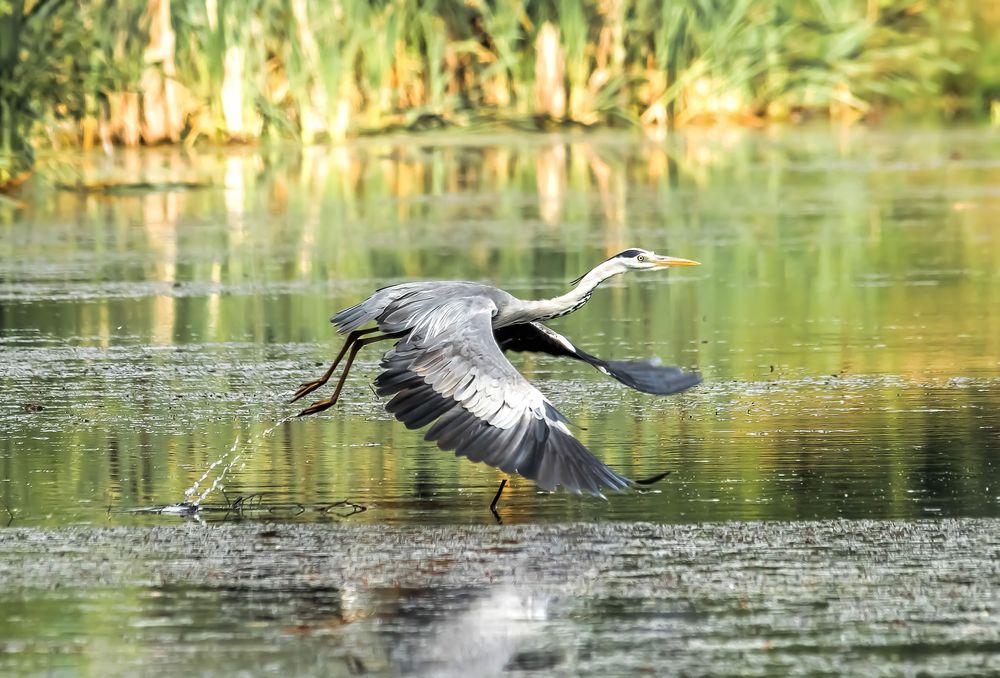 Photograph by Николай Диордиев