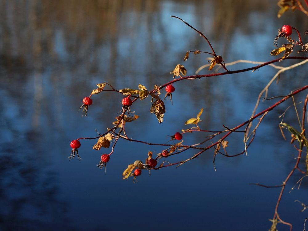 Фотография автора Андрей Шестаков