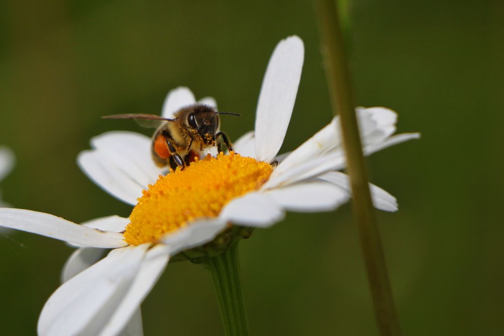 Сбор нектара.