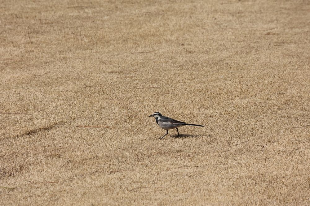 In the Imperial Palace