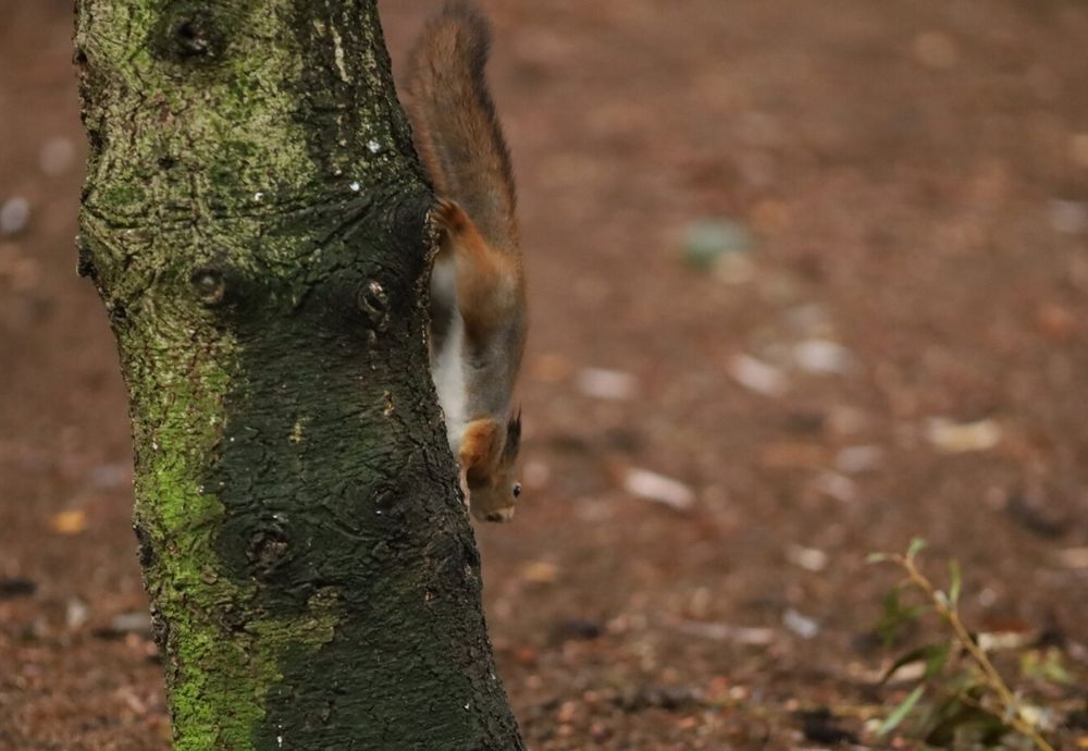 Фотография автора Станислава Гордеева