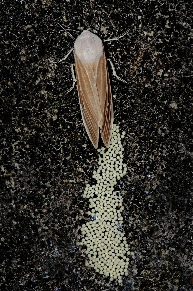EGG LAYING MOTH