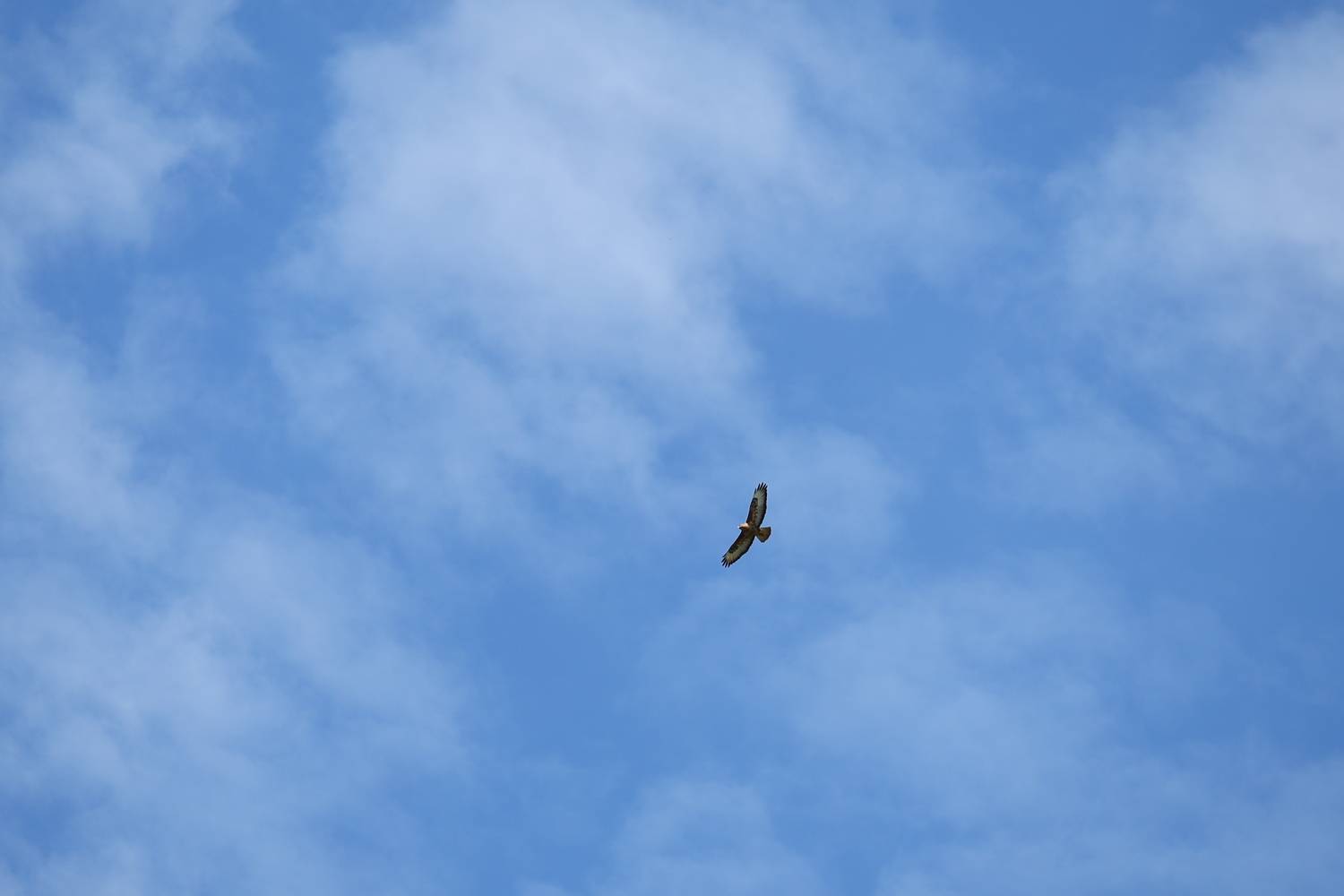 Фотография #12356039