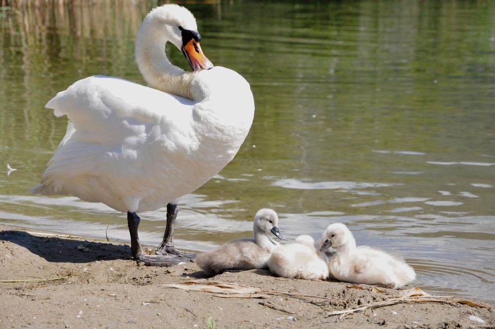 Photograph by Галина Лысых