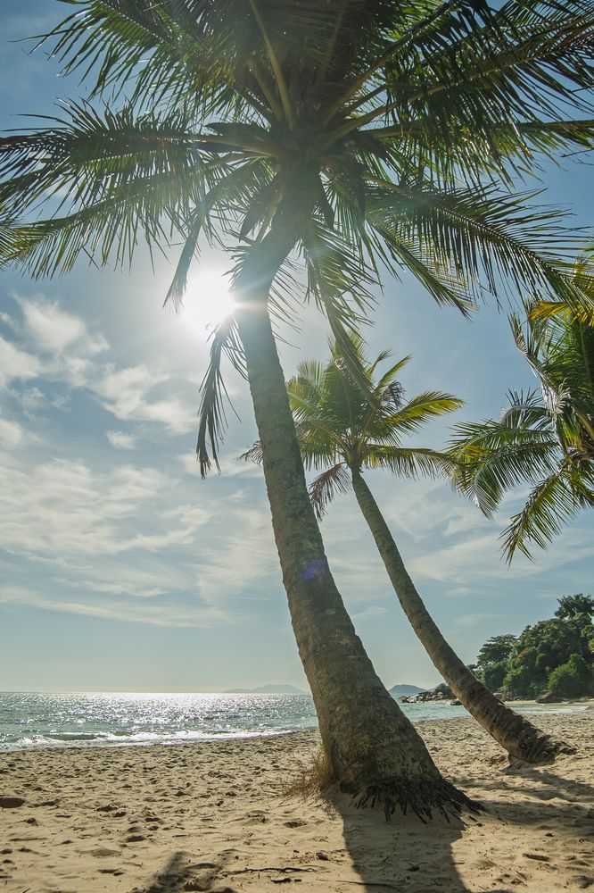 tropical beach