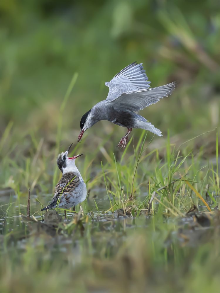 Photograph by Prabaha Chaudhury