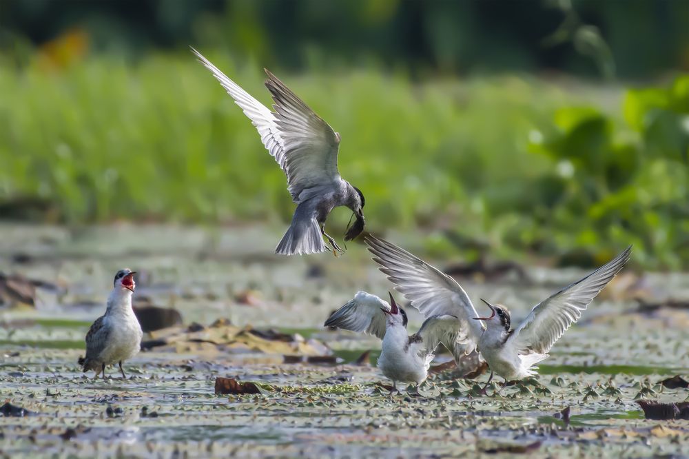 Photograph by Prabaha Chaudhury