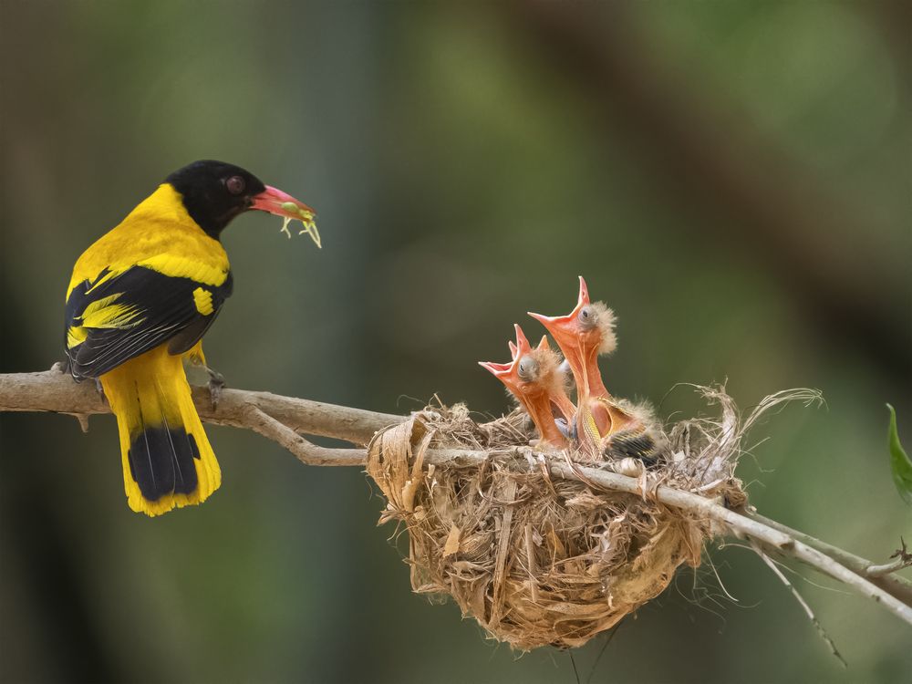 Photograph by Prabaha Chaudhury