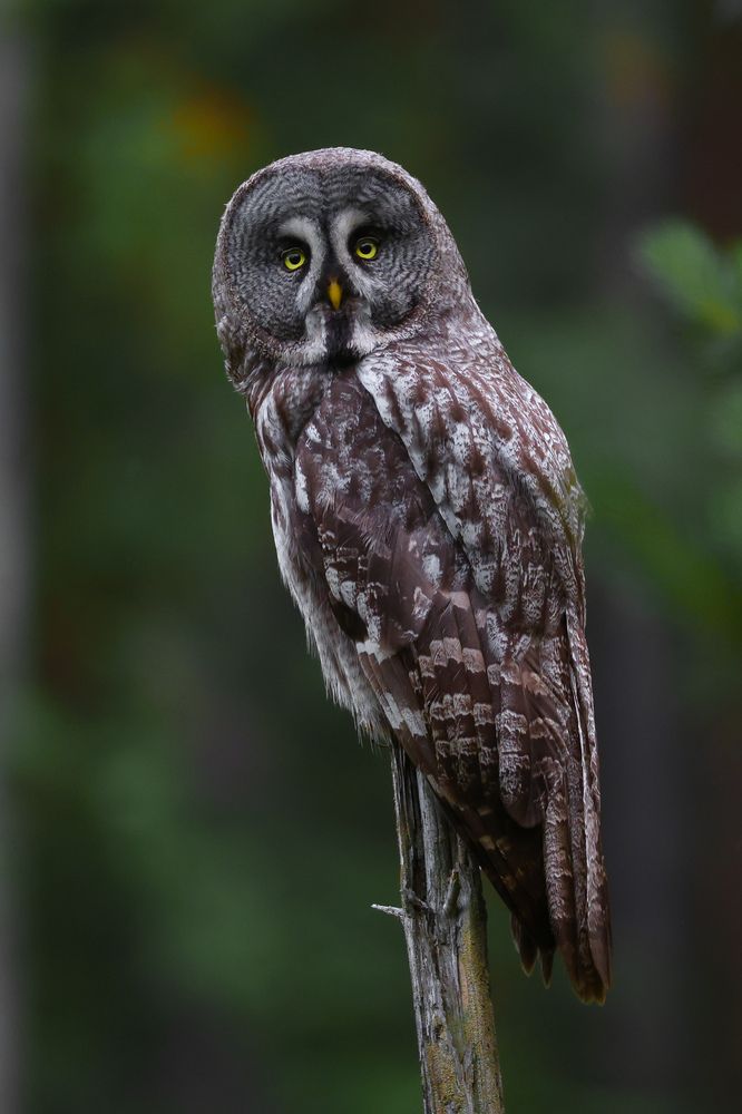 Фотография автора Григорий Борняков