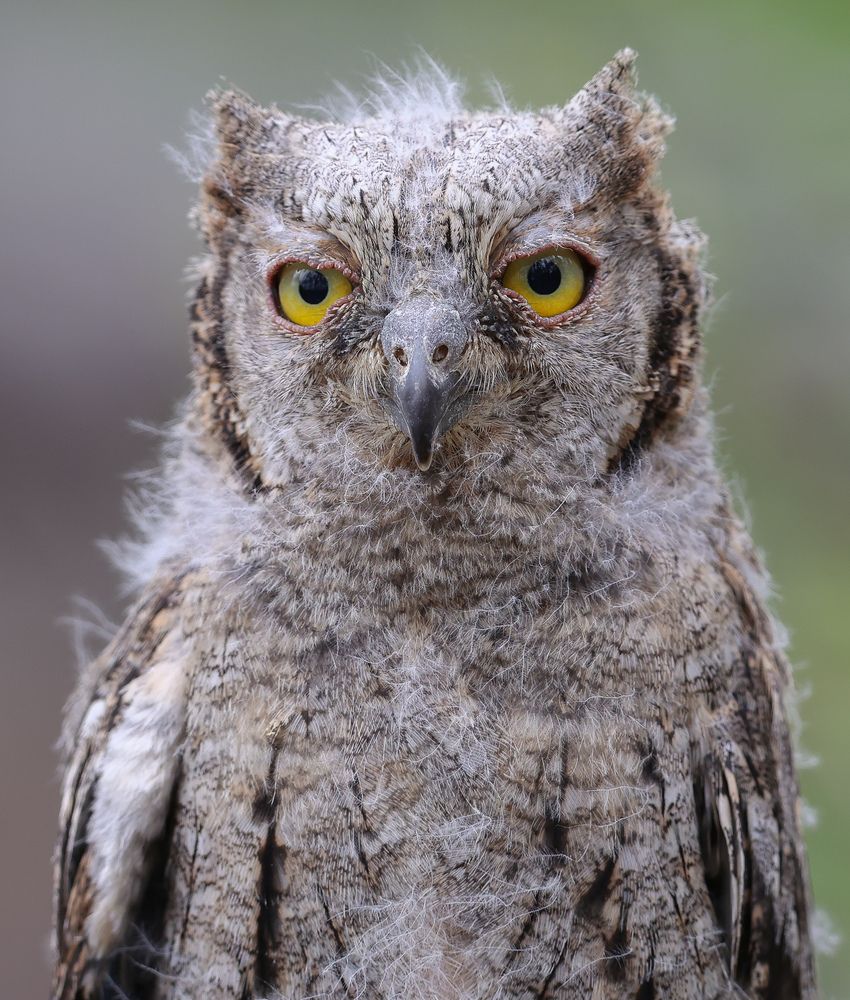 Фотография автора Григорий Борняков