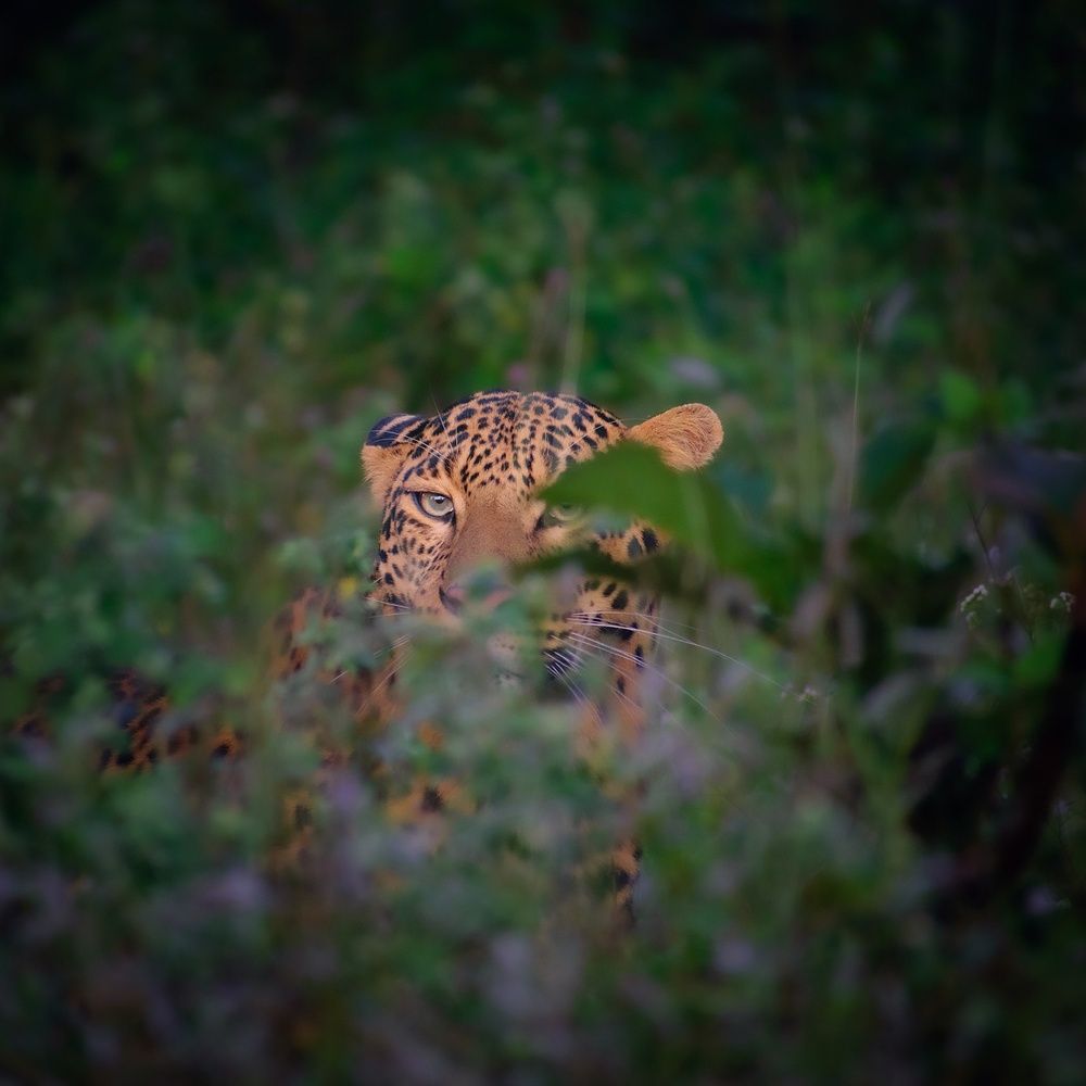 Photograph by Somya Dhariwal