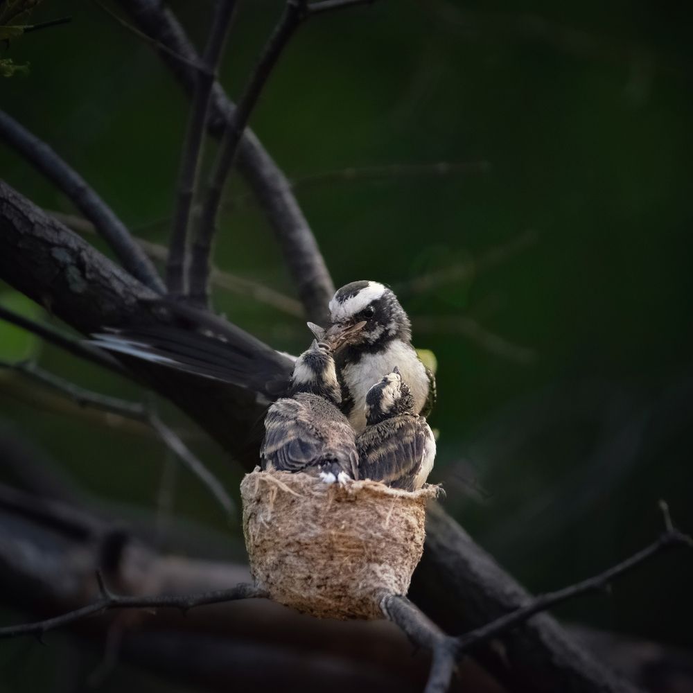 Photograph by Somya Dhariwal