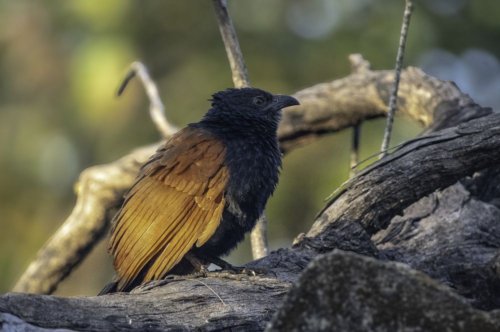 Photograph by Satish Nerlekar