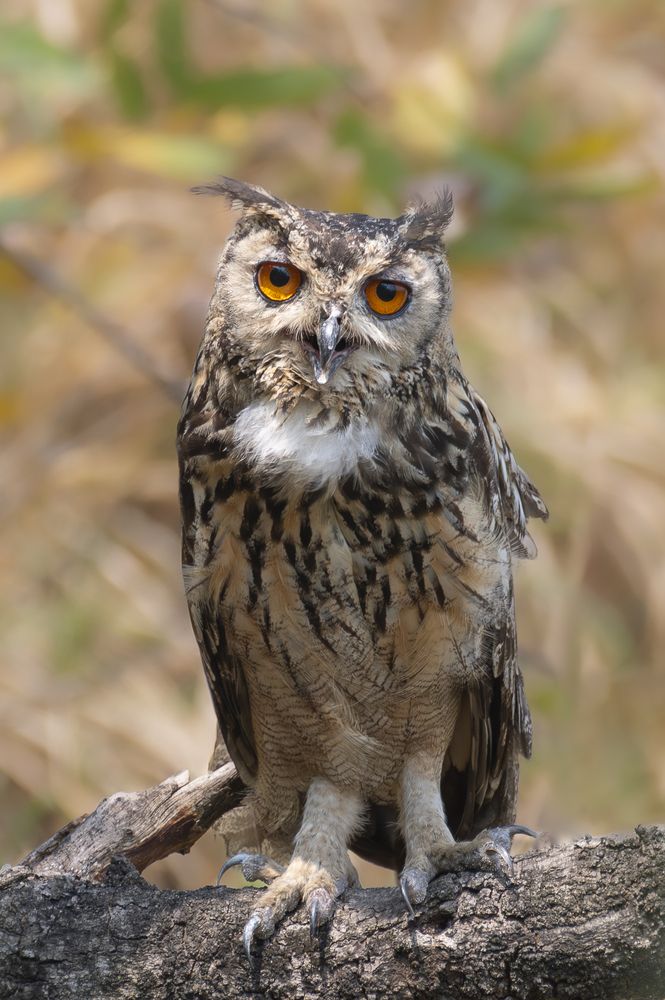 Photograph by Pritam Mandal