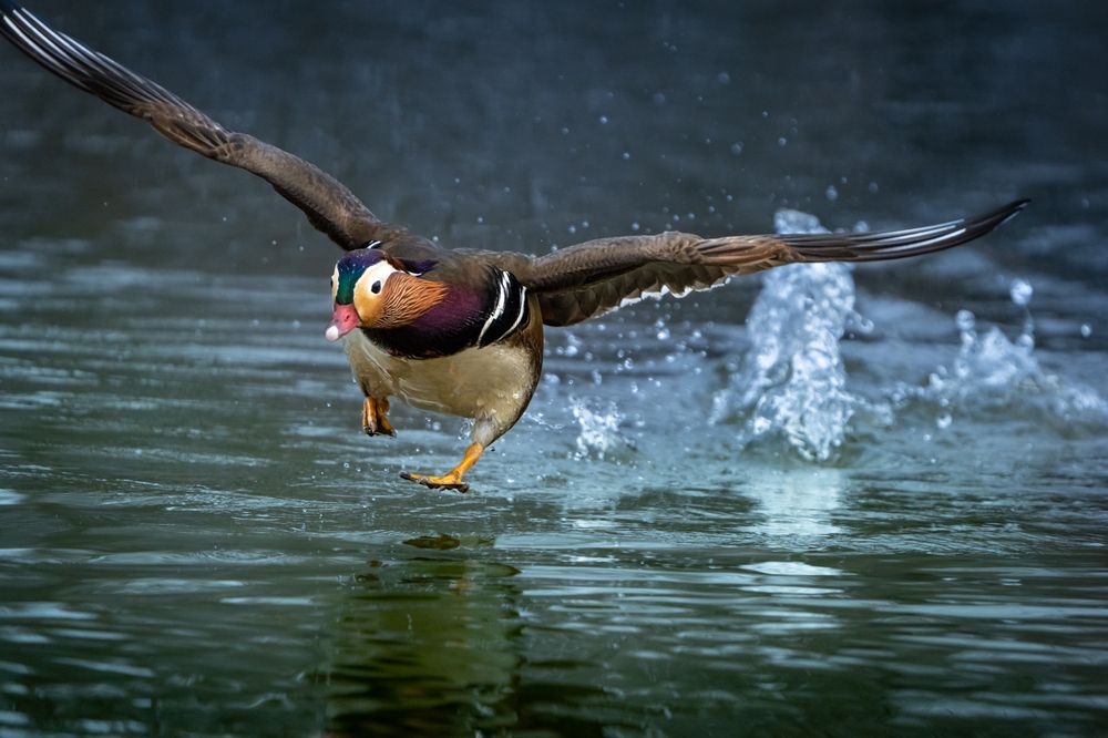 Photograph by Ольга Мусиенко