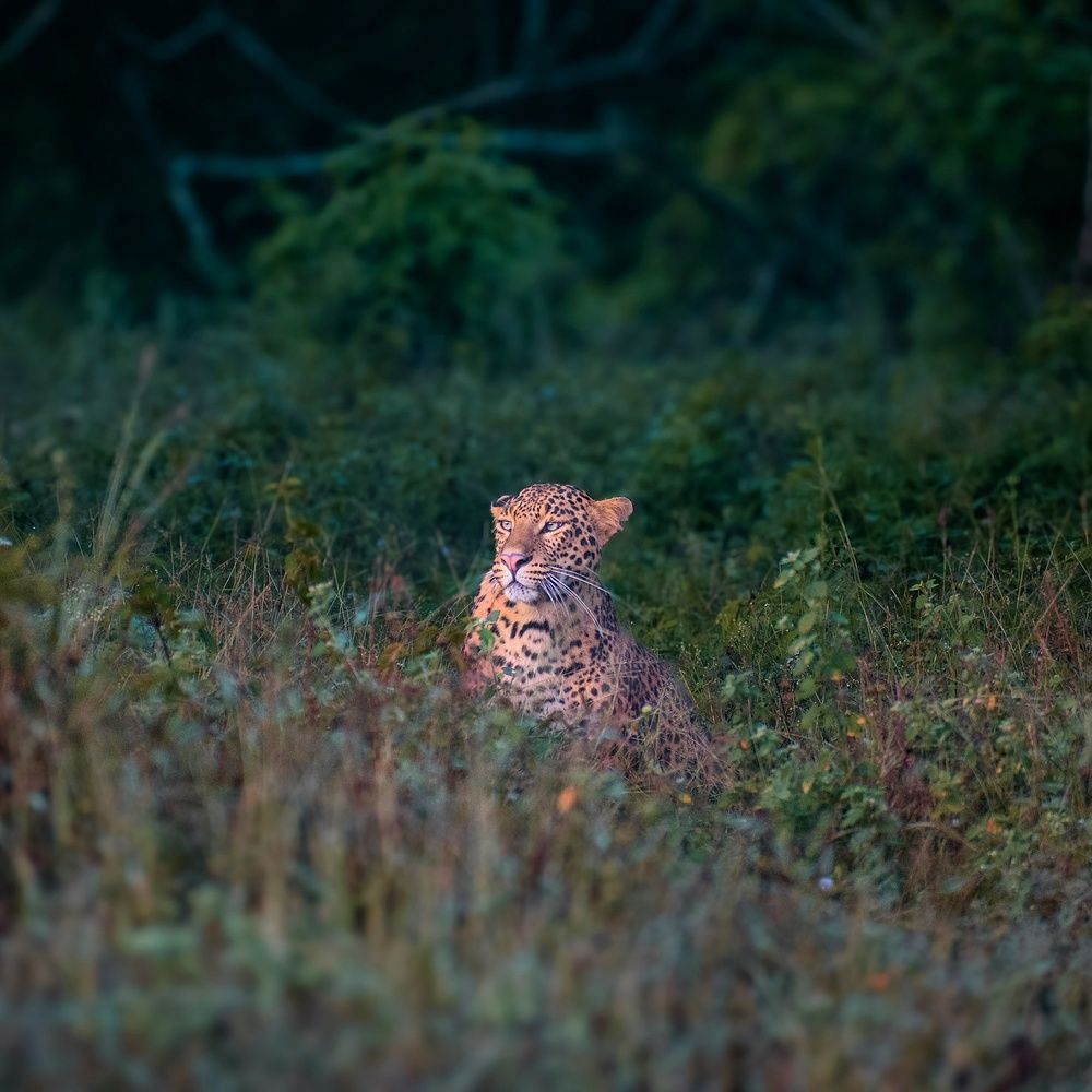 Photograph by Somya Dhariwal