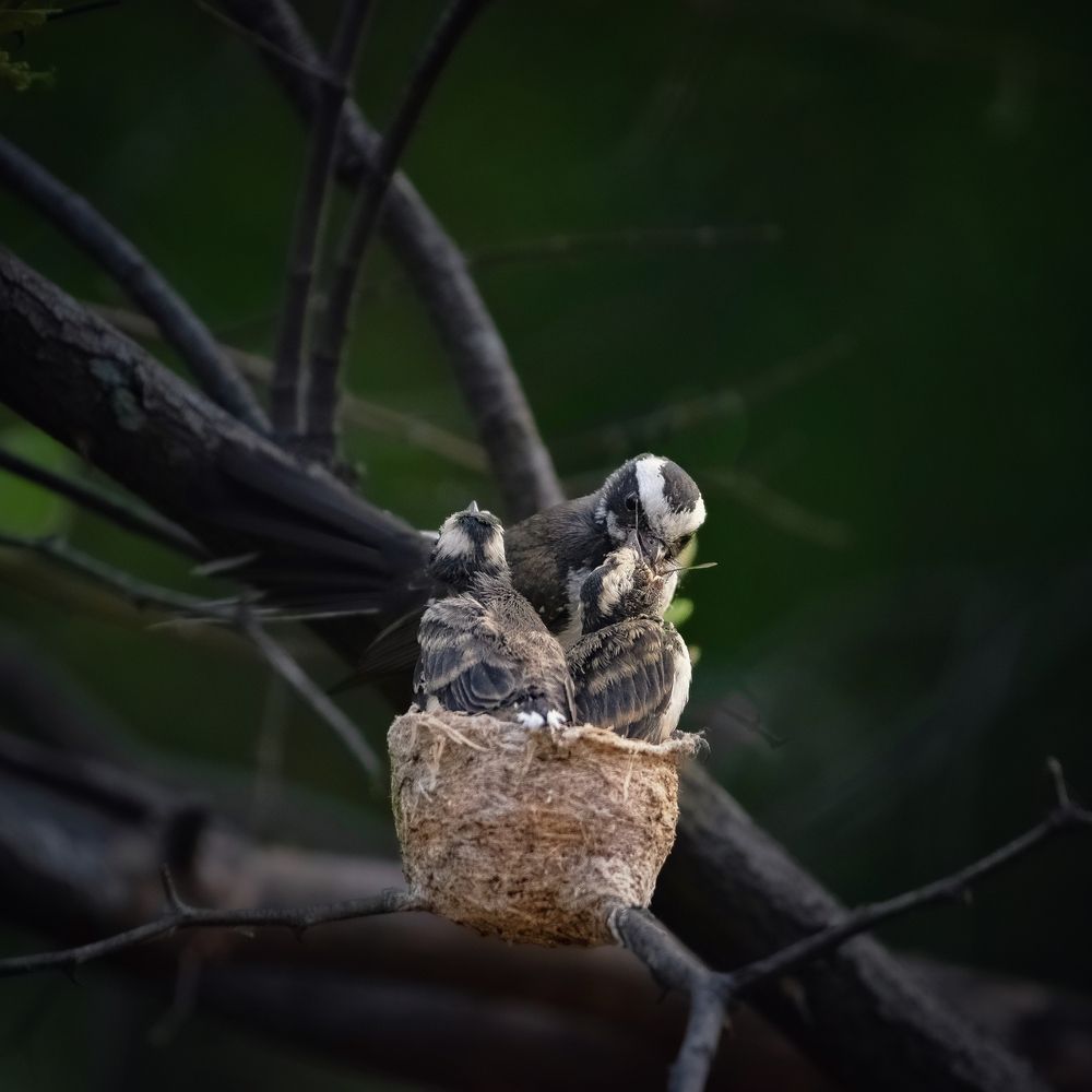 Photograph by Somya Dhariwal