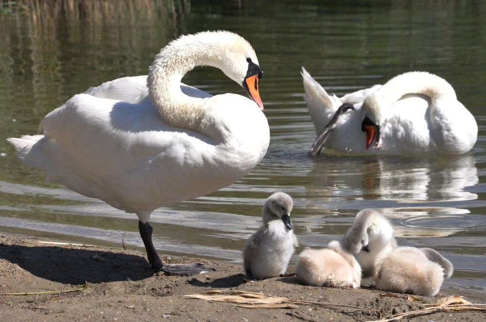 Photograph by Галина Лысых