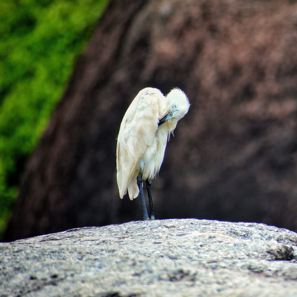 Photograph by Somya Dhariwal