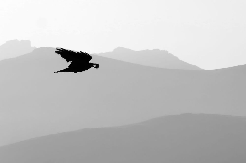 Photograph by Shamal Shakibayi