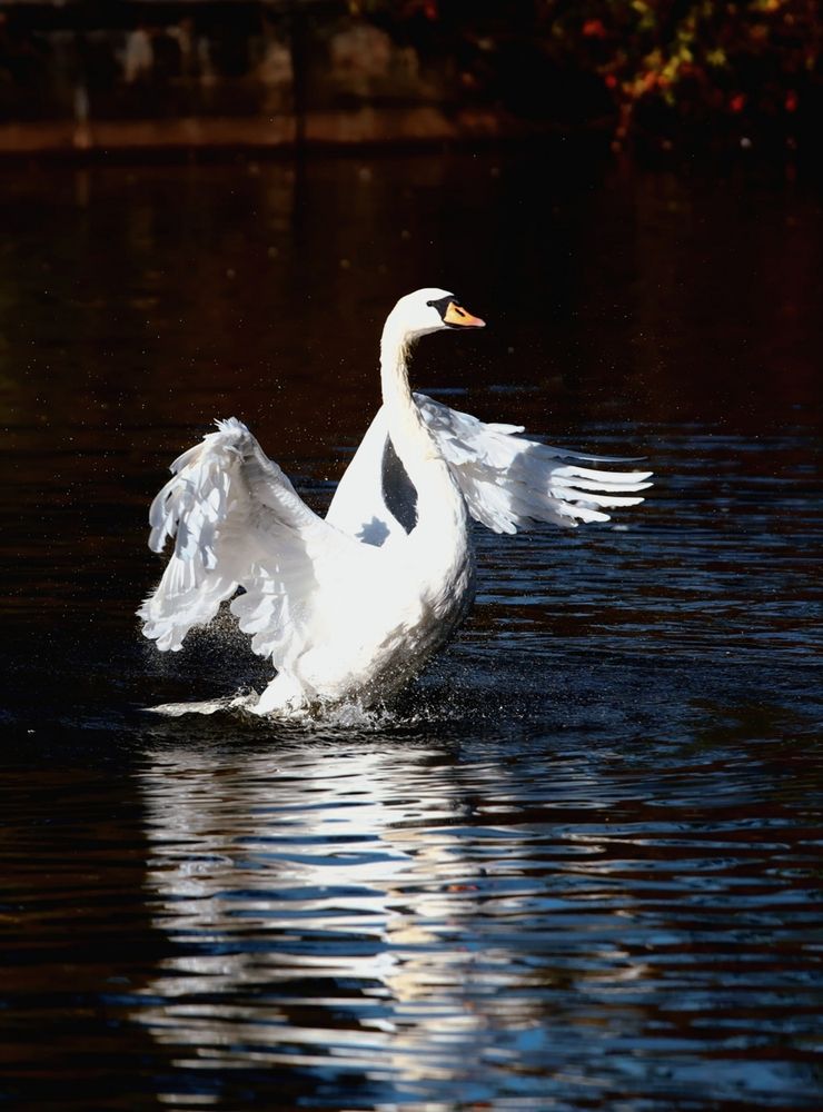 Photograph by Татьяна Слесарева
