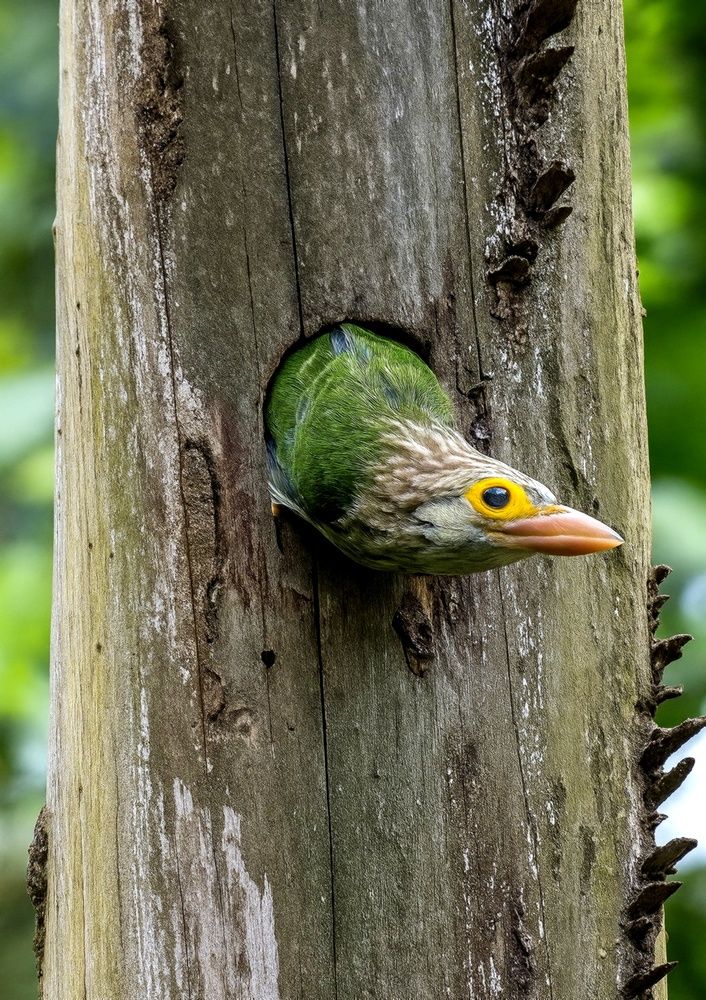 Photograph by SAYAK BHATTACHARJEE