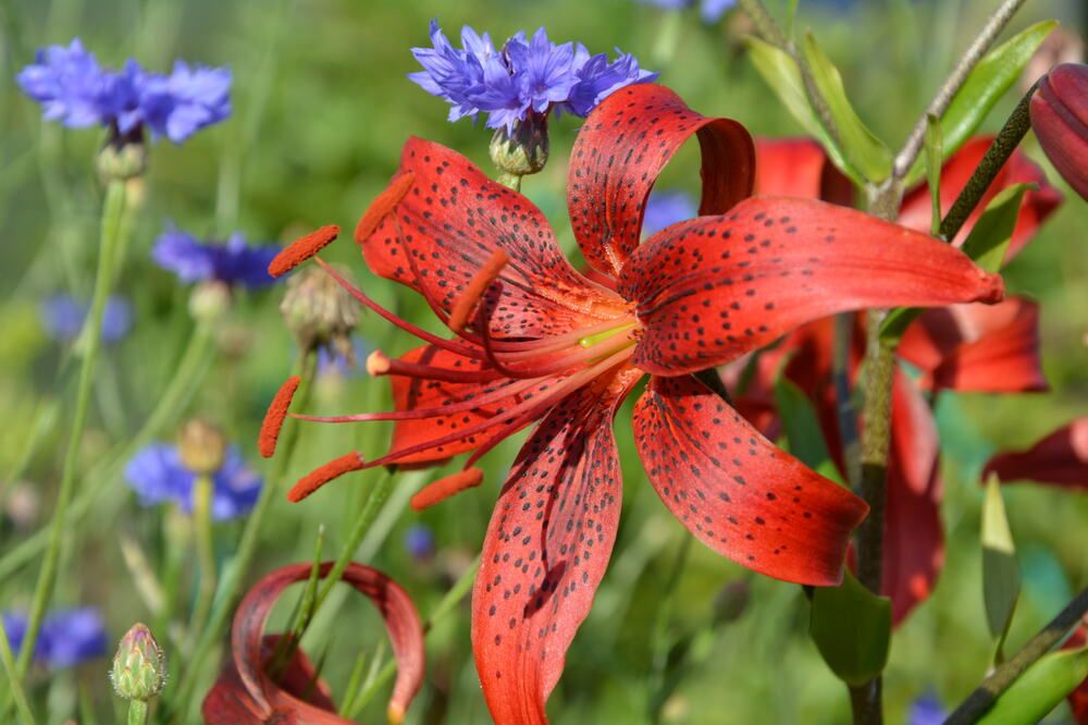 Photograph by OLGA LIZ