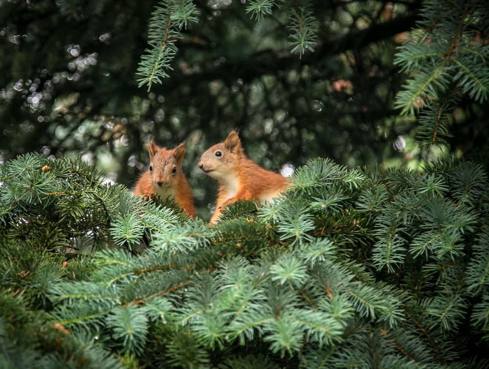 Photograph by Ольга Сафронова