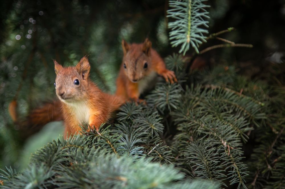 Photograph by Ольга Сафронова