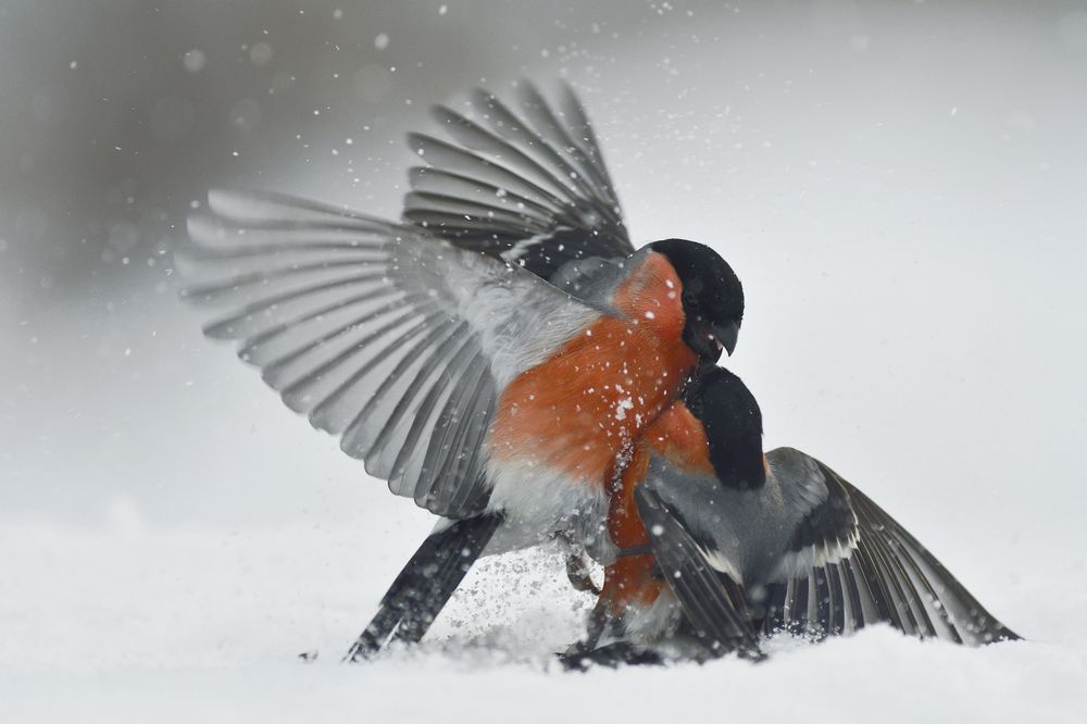 Photograph by Аникеев Владимир