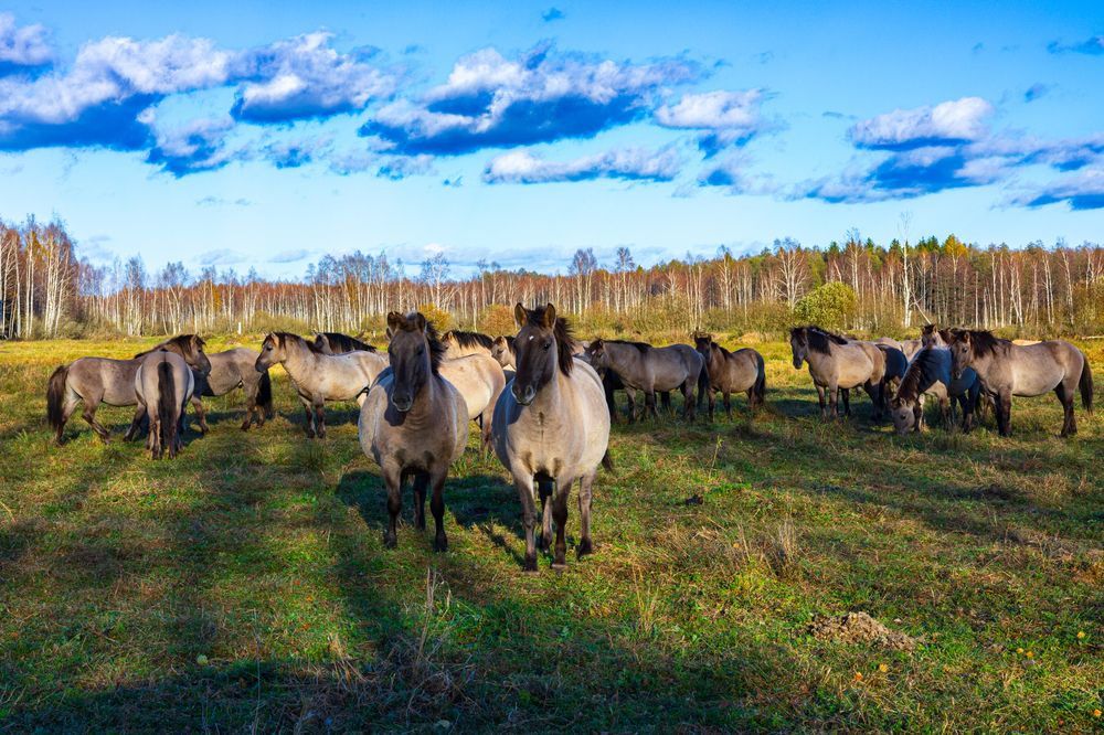 Тарпановидные лошади