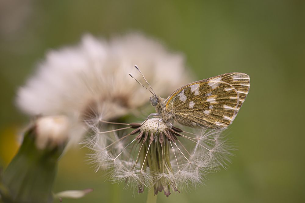 Photograph by Бурикова Екатерина