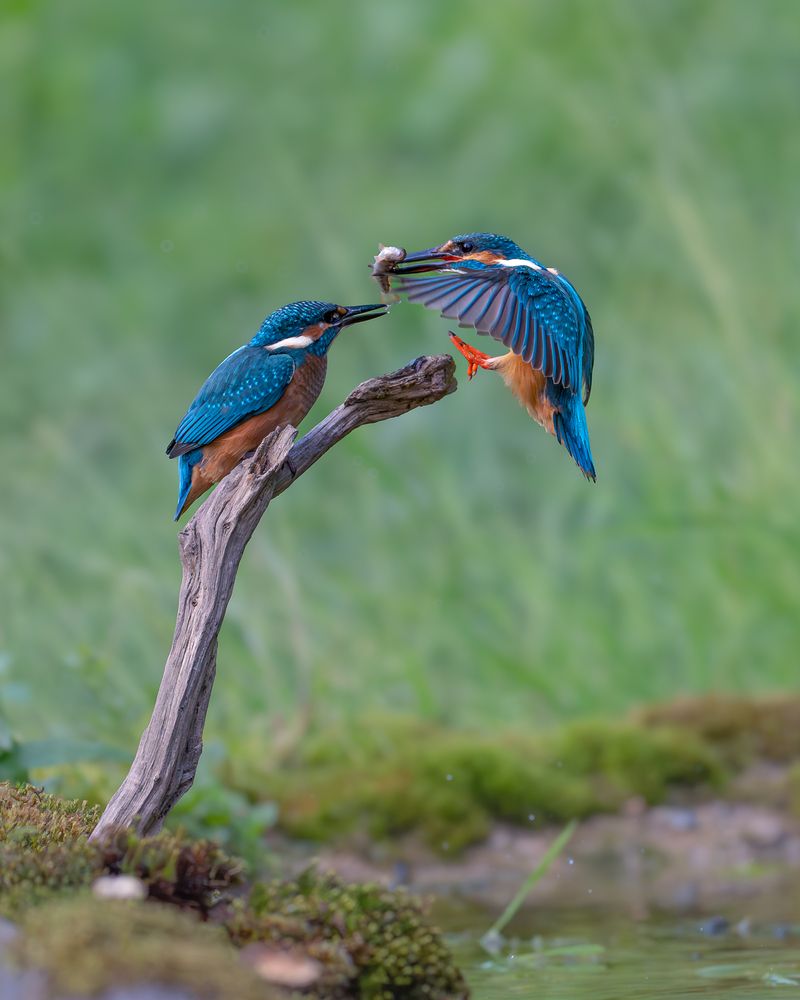 Photograph by Дорн Оксана