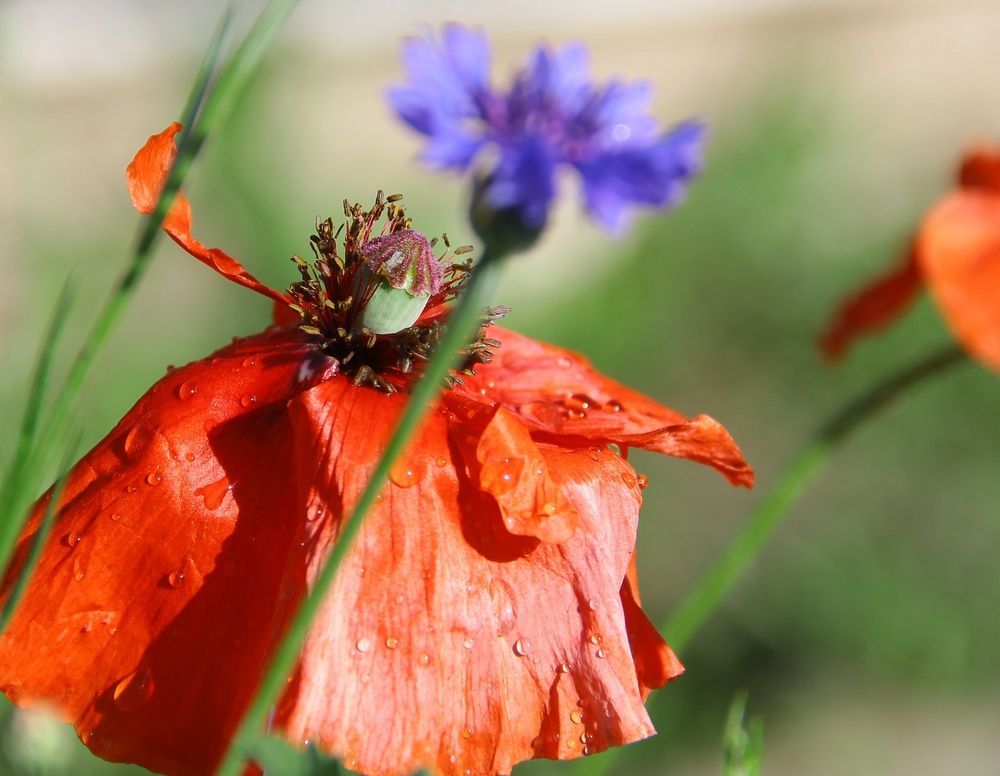 Маки,маки,васильки.....