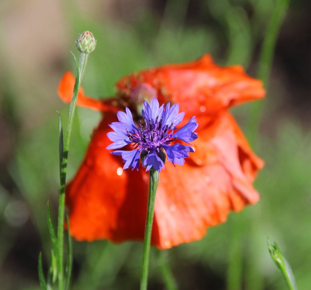 Маковое-васильковое счастье...
