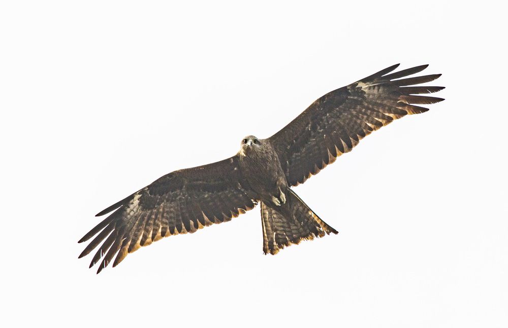 Фотография автора Каргин Валерий